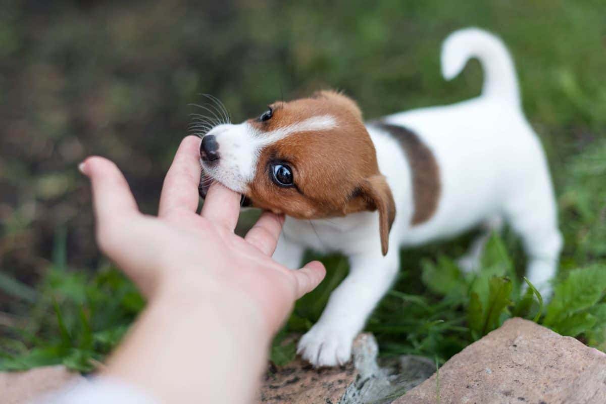 щенок кусает руку