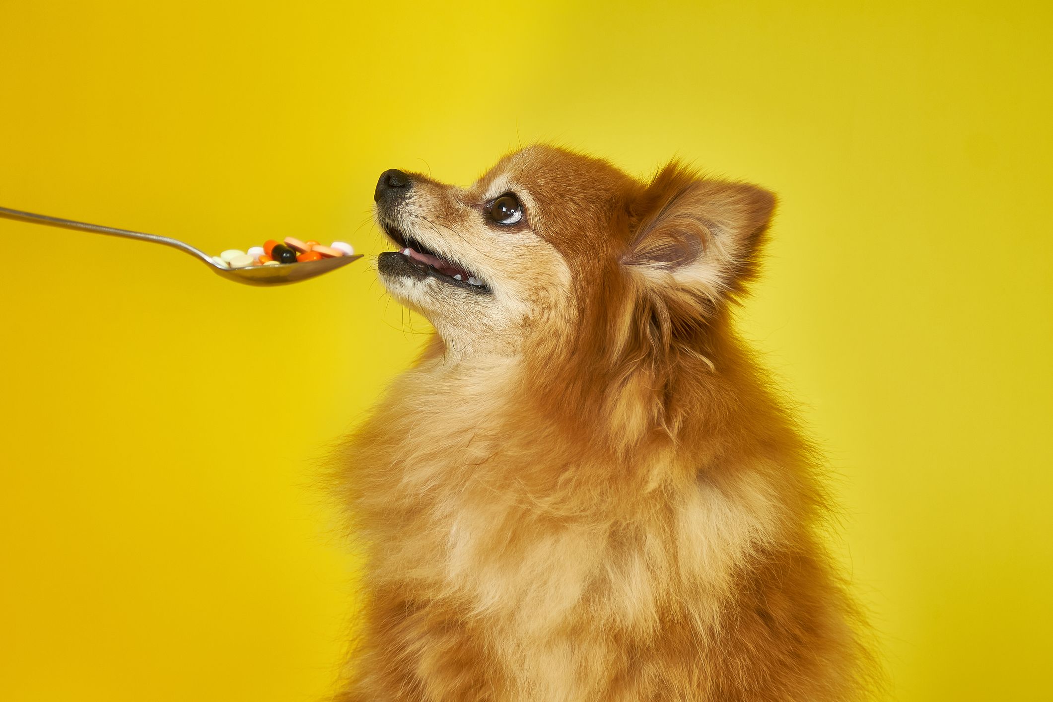 Магний для собак: функции, рекомендуемая дозировка и многое другое