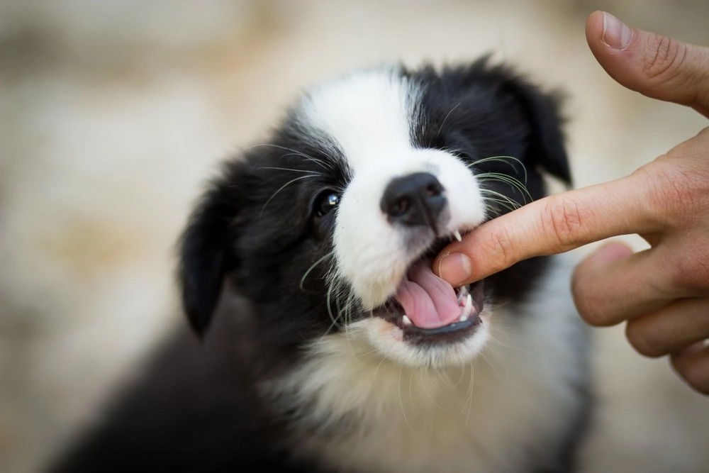 щенок кусает палец