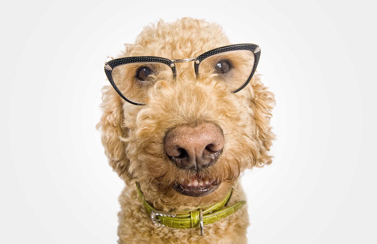 пес в очках