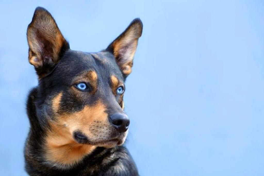 собака с голубыми глазами