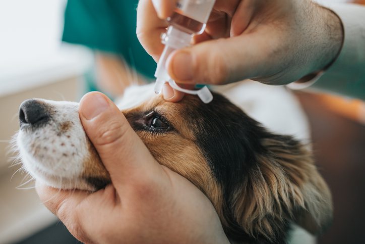 лечение ячменя у собаки с помощью капель