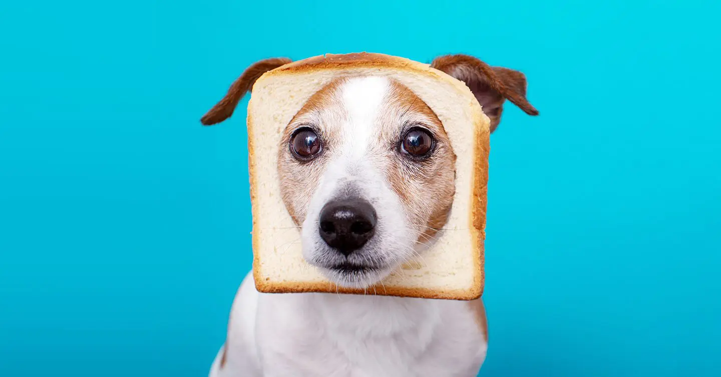 Можно ли собаке хлеб