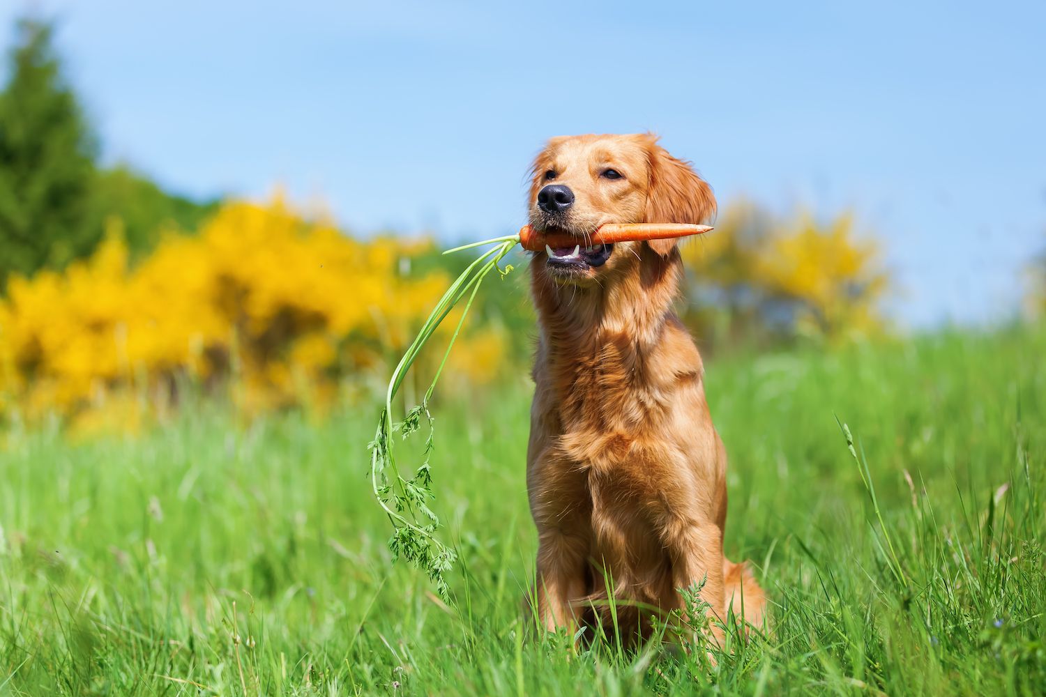 морковь в зубах у пса