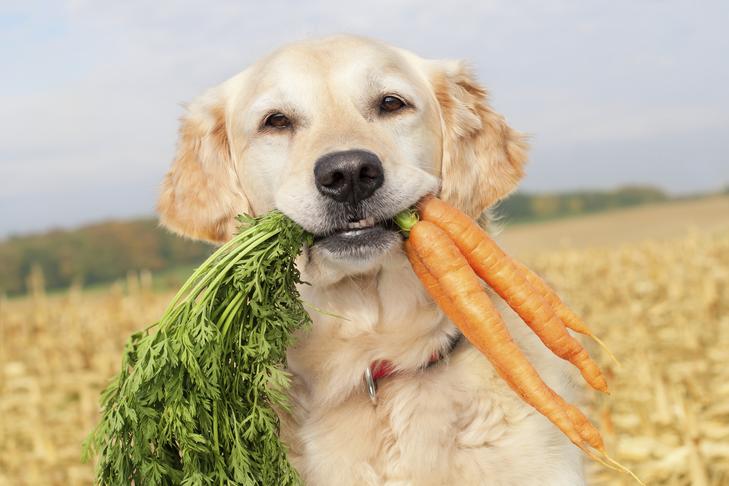 пес и морковка
