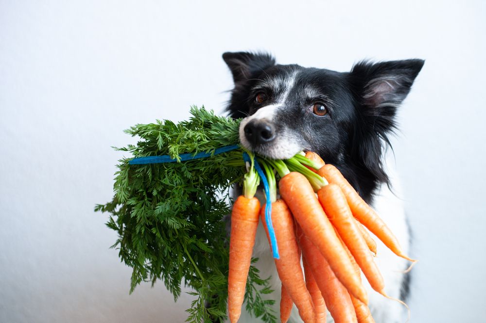 можно ли собаке морковь?