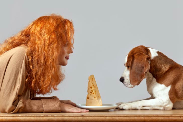 собака, женщина и сыр