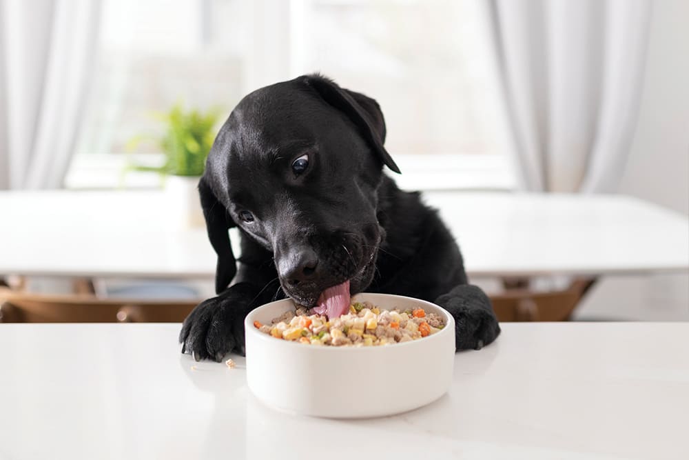 собака ест корм