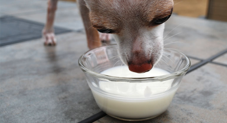 маленькая собака пьет молоко