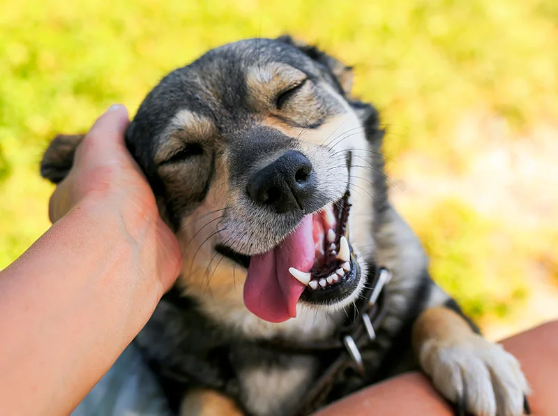 счастливый пес