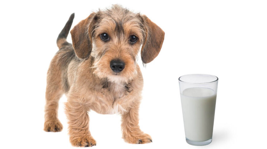 собака и молоко