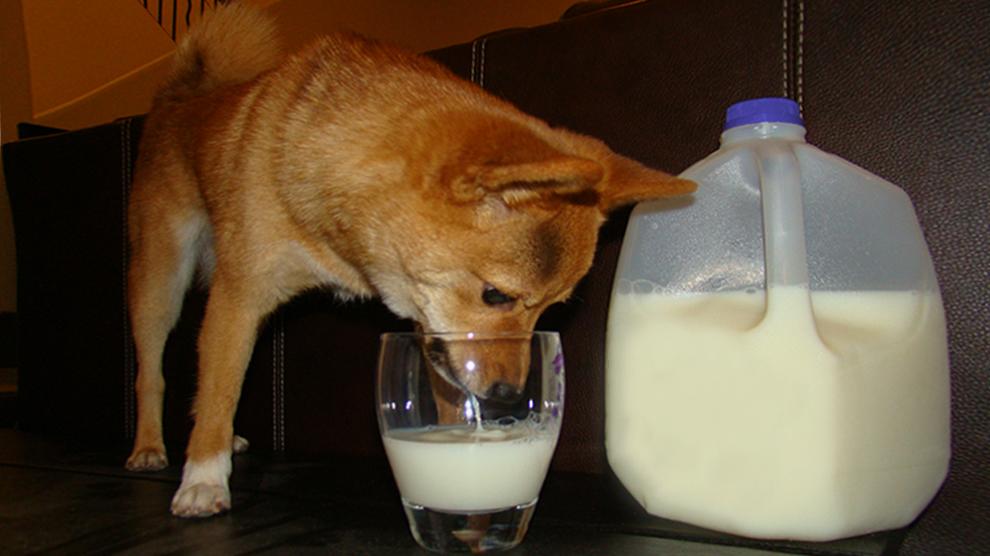 рыжая собака пьет молоко