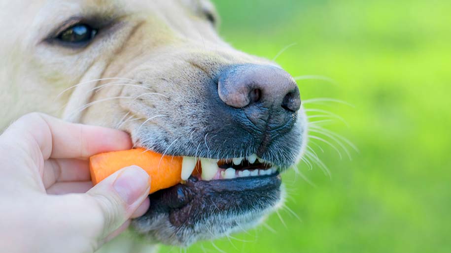 собака ест морковь
