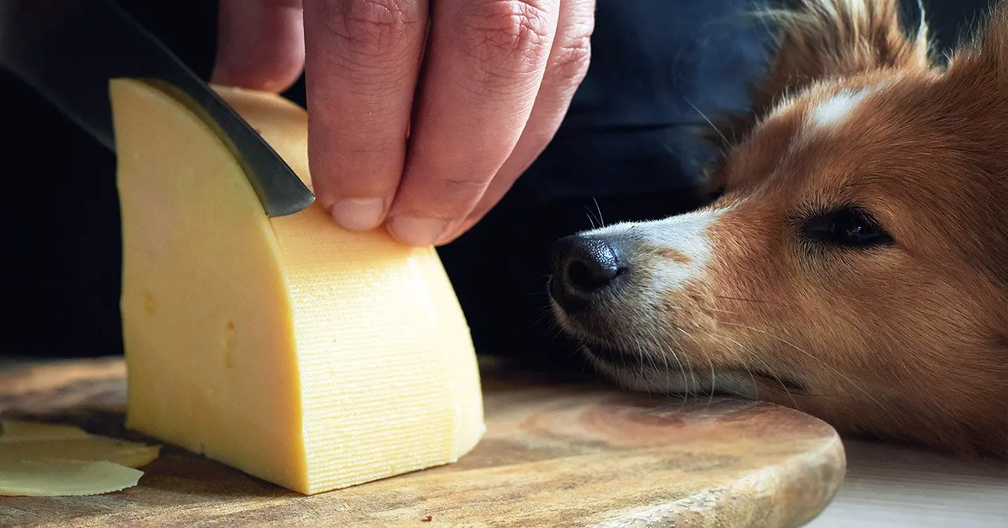 собака хочет сыр