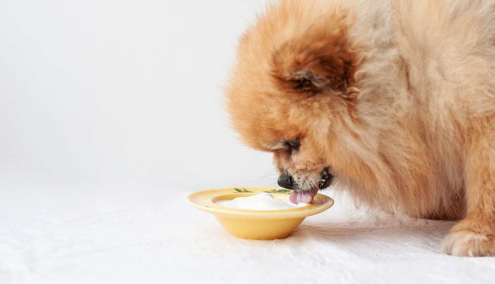 собака ест йогурт