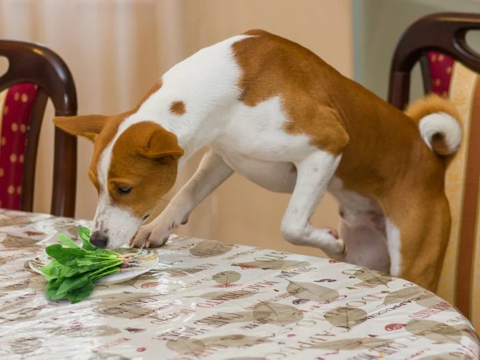 собака нюхает шпинат