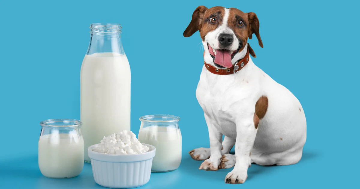 собака пьет молочные продукты