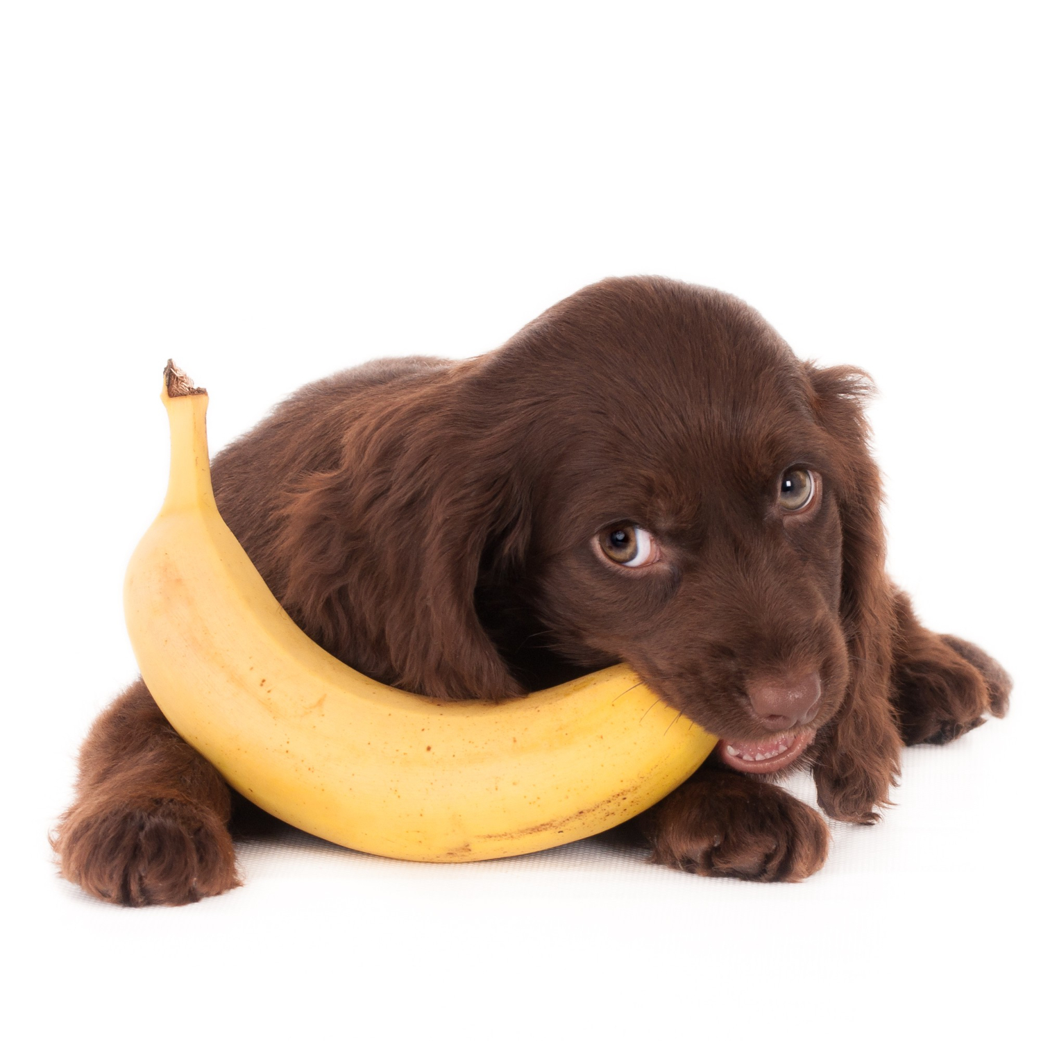 собака грызет банан