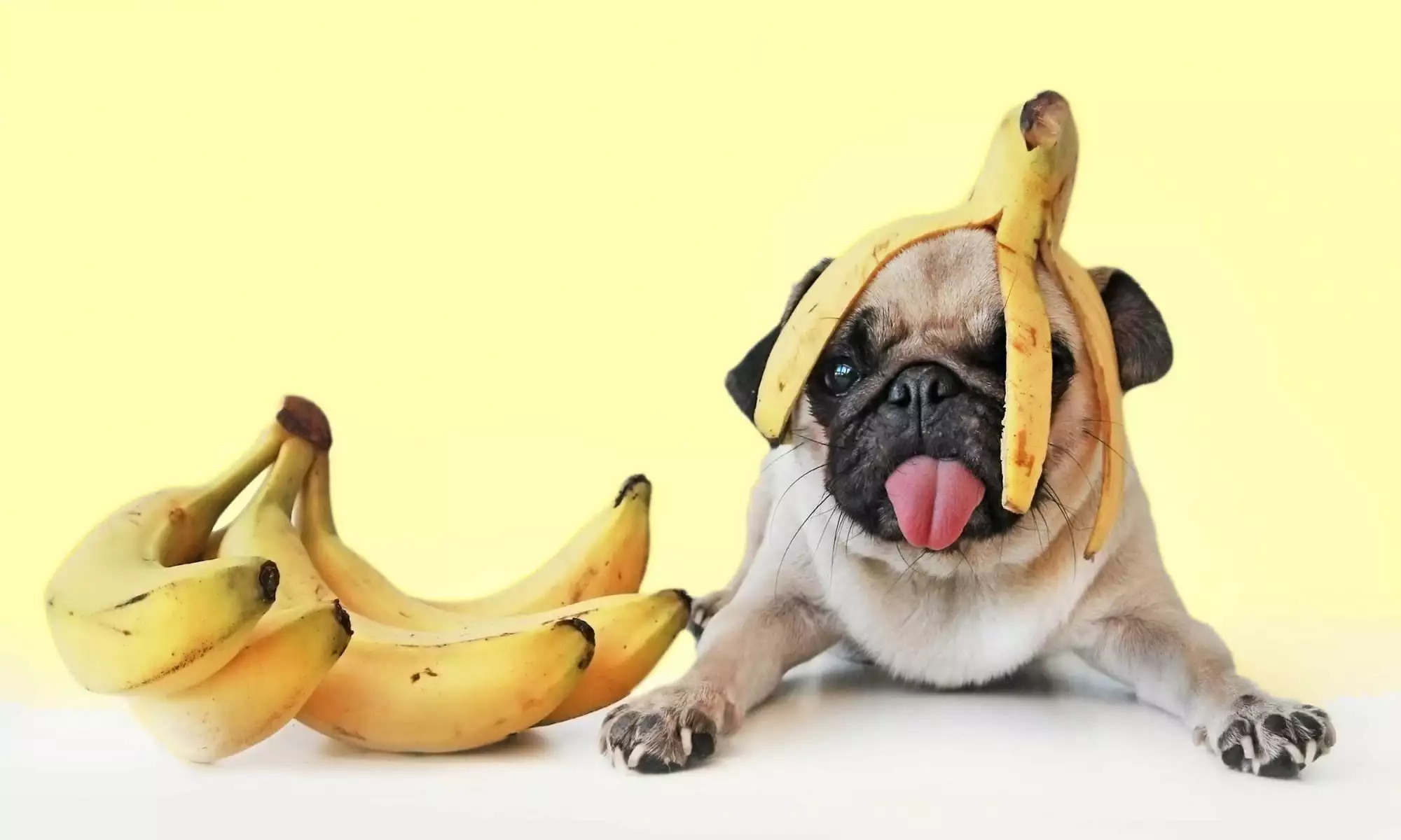 собака и бананы