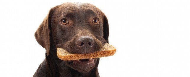 собака с хлебом во рту