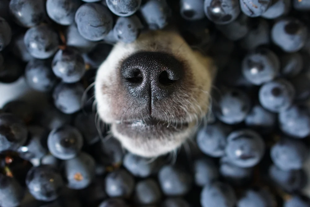 Нос собаки выглядывает из под ягод черники