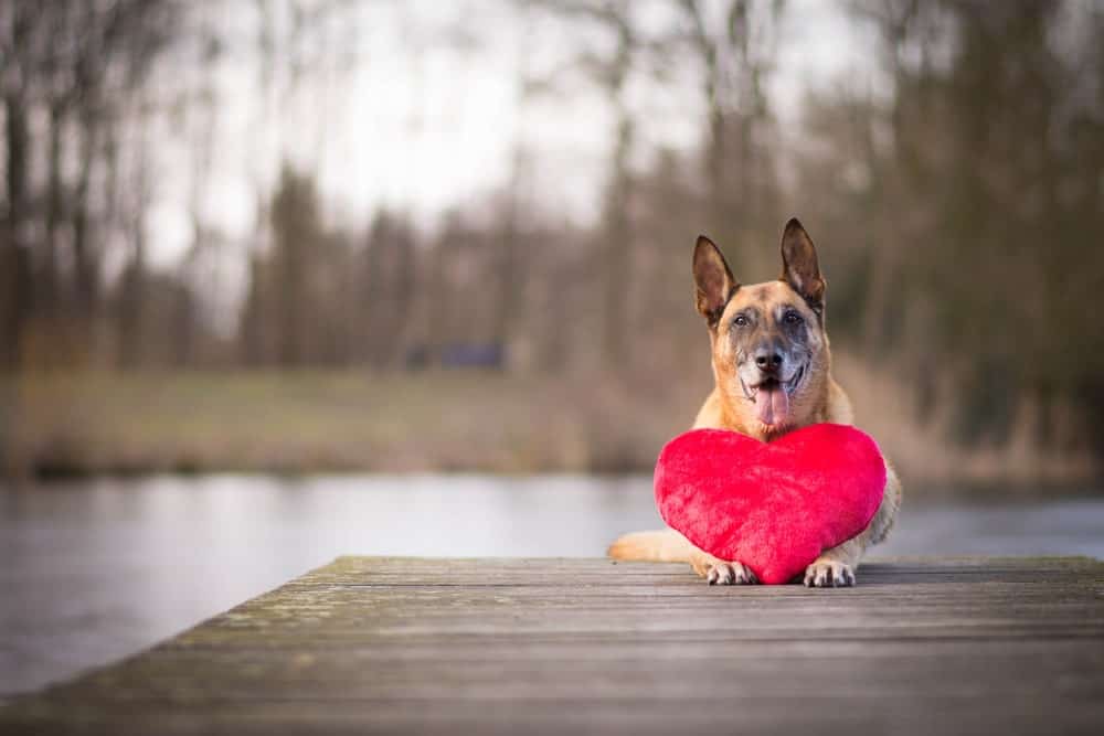 собака и сердце