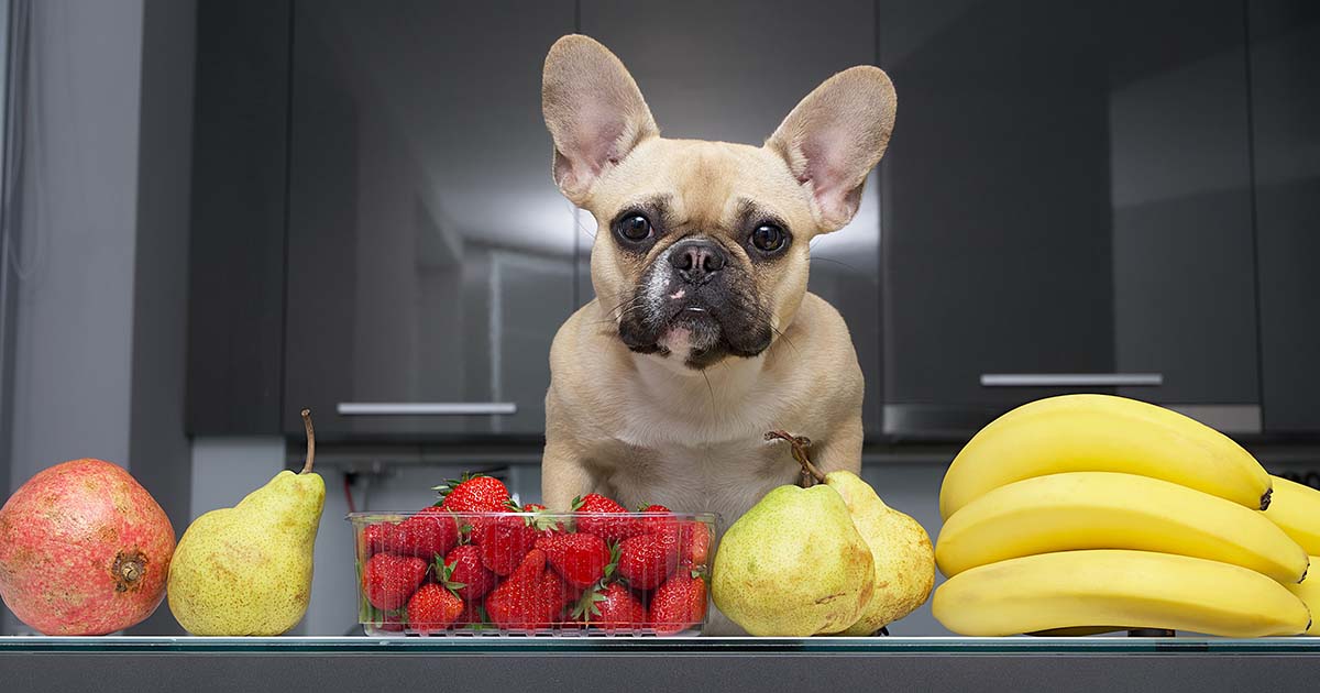 собака и фрукты