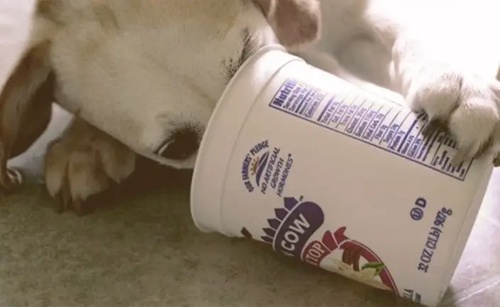 пес ест йогурт