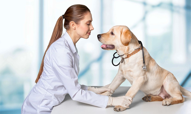 собака и ветеринар