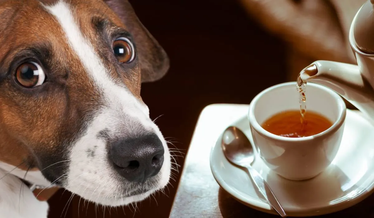 собака и чай
