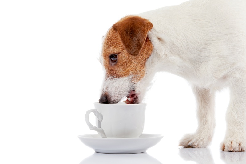 Можно ли собаке зеленый чай?