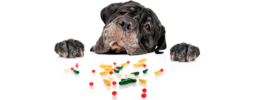 Собака и витамины