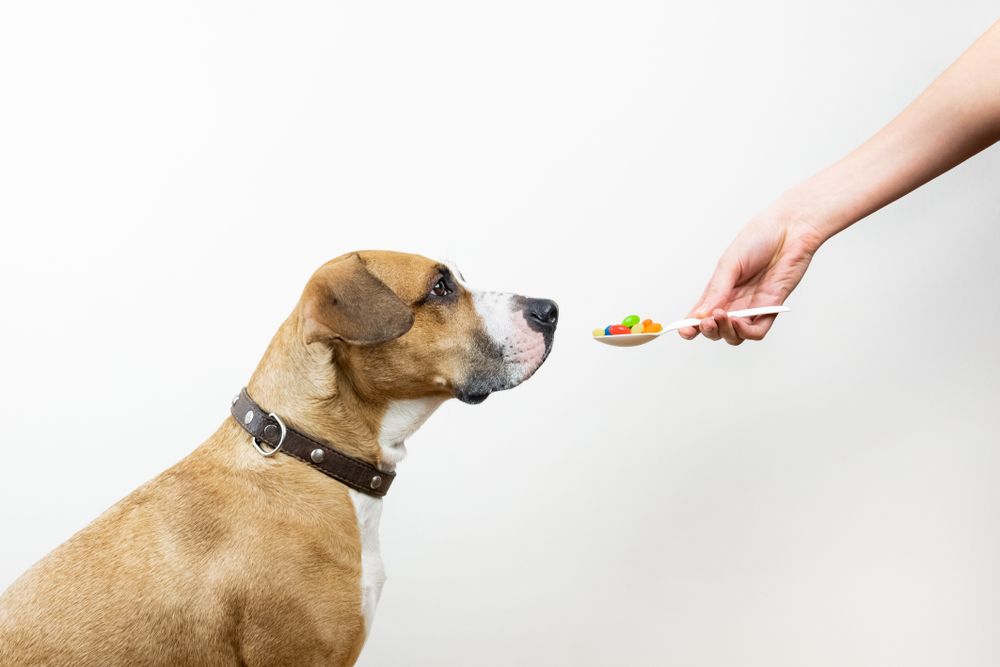 собаке дают витамин из ложки