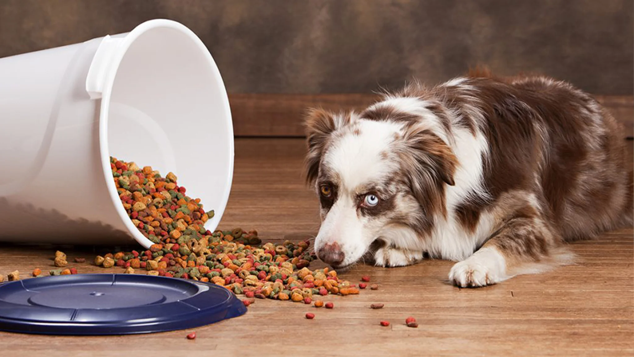 Как хранить сухой корм для собак?