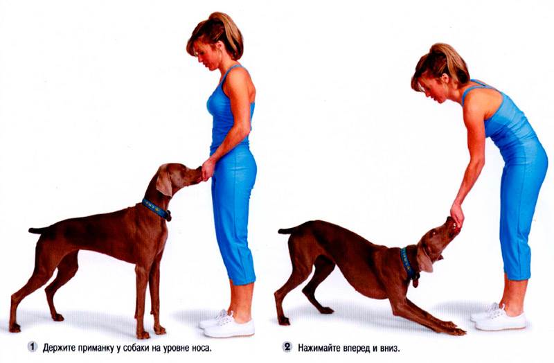 Как научить собаку кланяться за 7 простых шагов