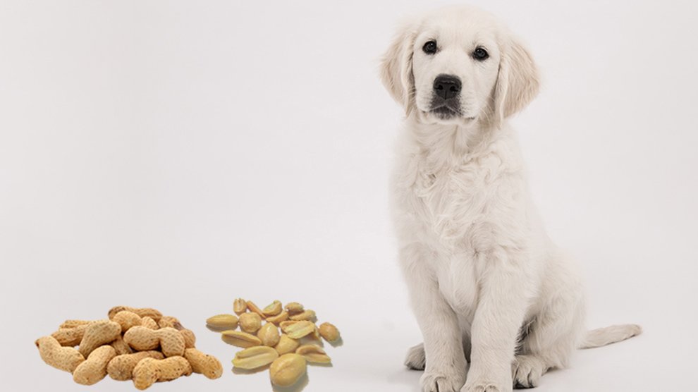 Можно ли собакам арахис?