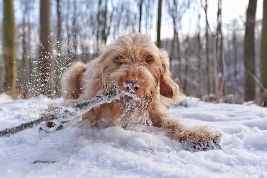 Обморожение у собак
