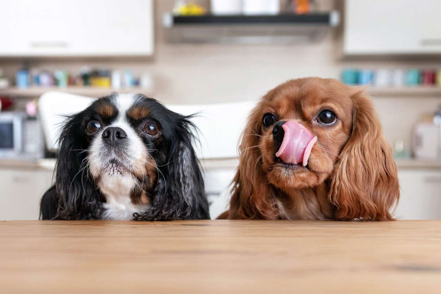 Можно ли собакам арахис?