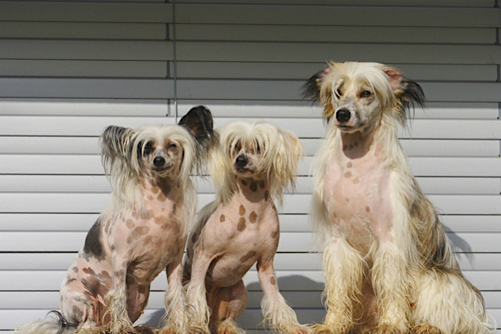 Самые уродливые собаки в мире (с фото) - ТОП 10