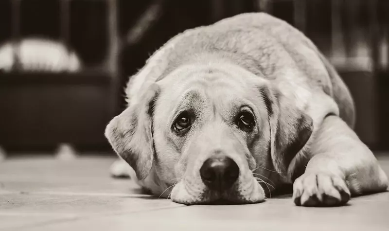 Деменция у собак: все что вам нужно знать