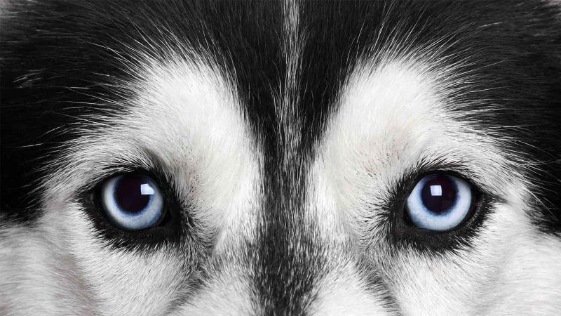 Почему собака смотрит в глаза хозяину? Что ваша собака пытается сказать вам глазами
