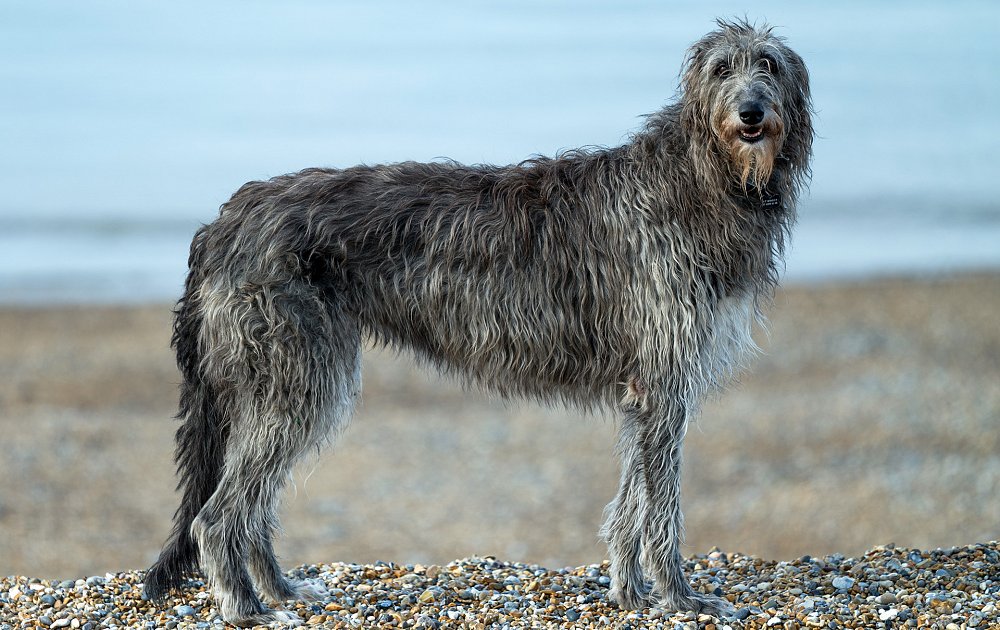 Самые уродливые собаки в мире (с фото) - ТОП 10