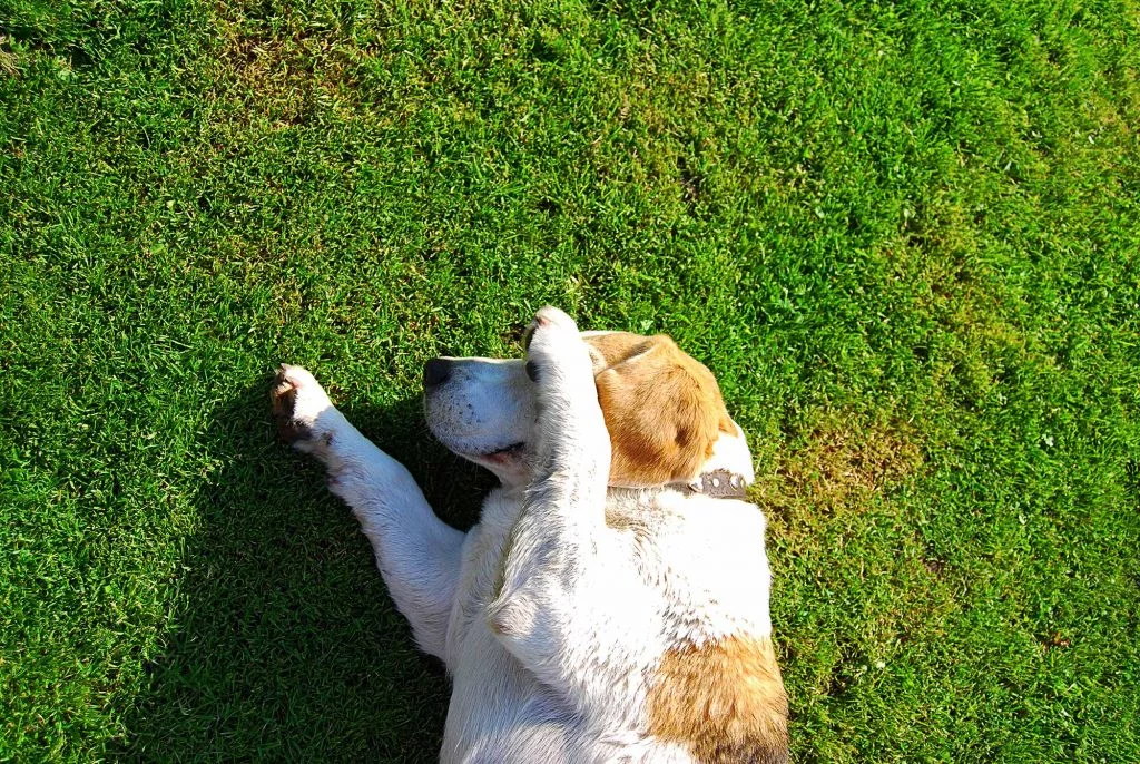 Коричневая моча у собак: причины, симптомы и лечение