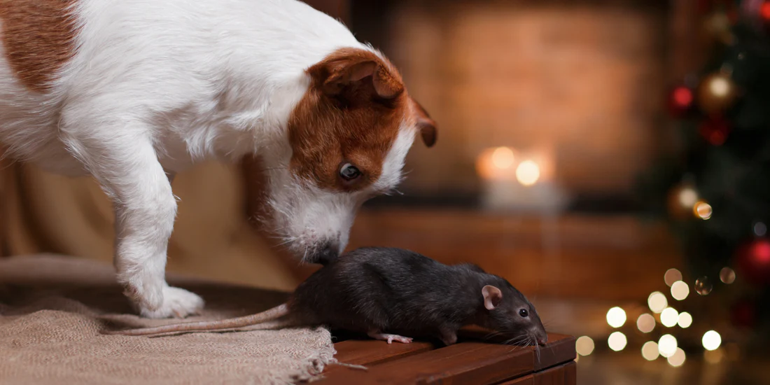 Могут ли собаки ловить мышей?