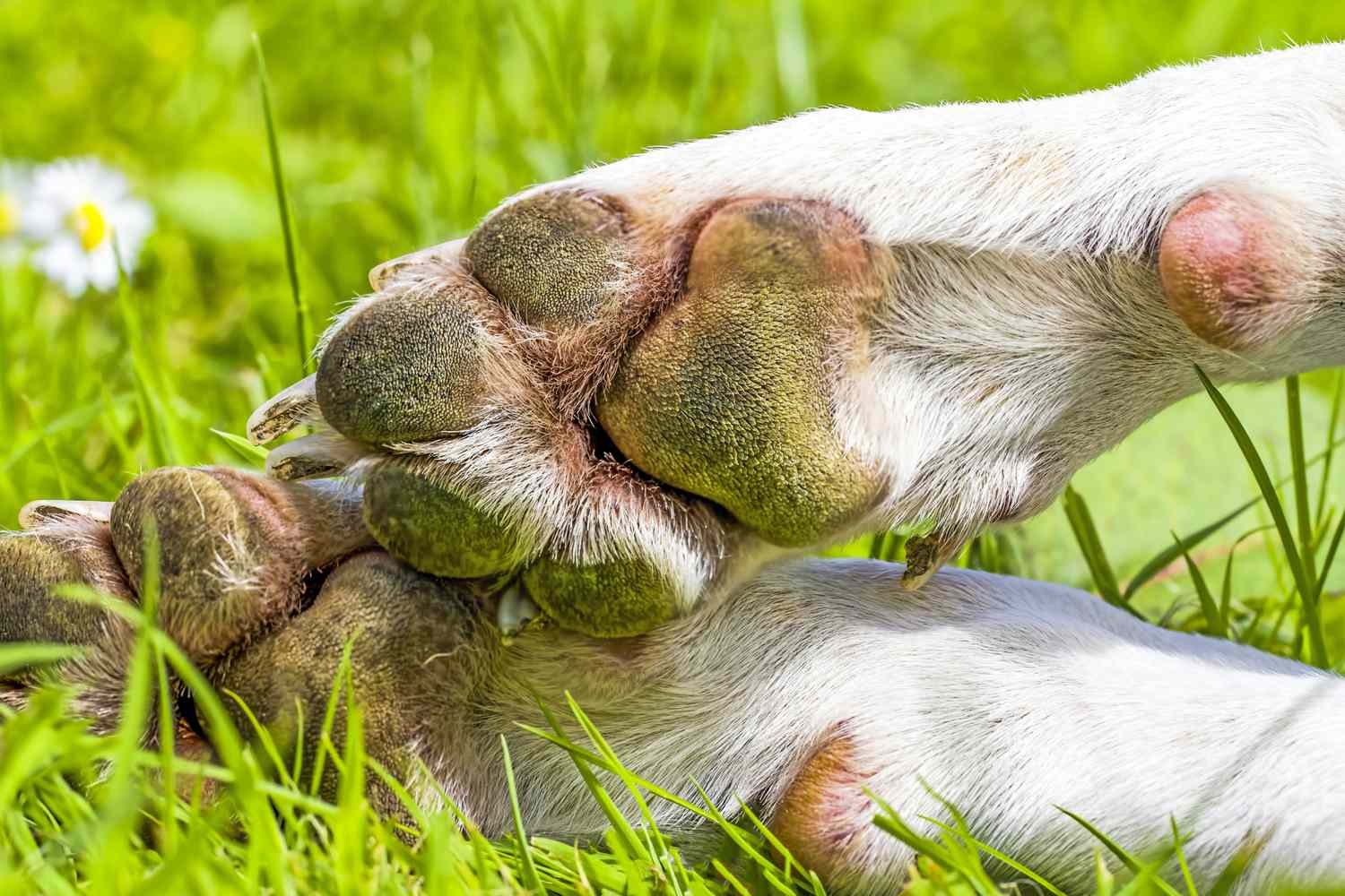 Какие должны быть подушечки у собаки?