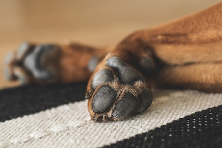 Какие должны быть подушечки у собаки?