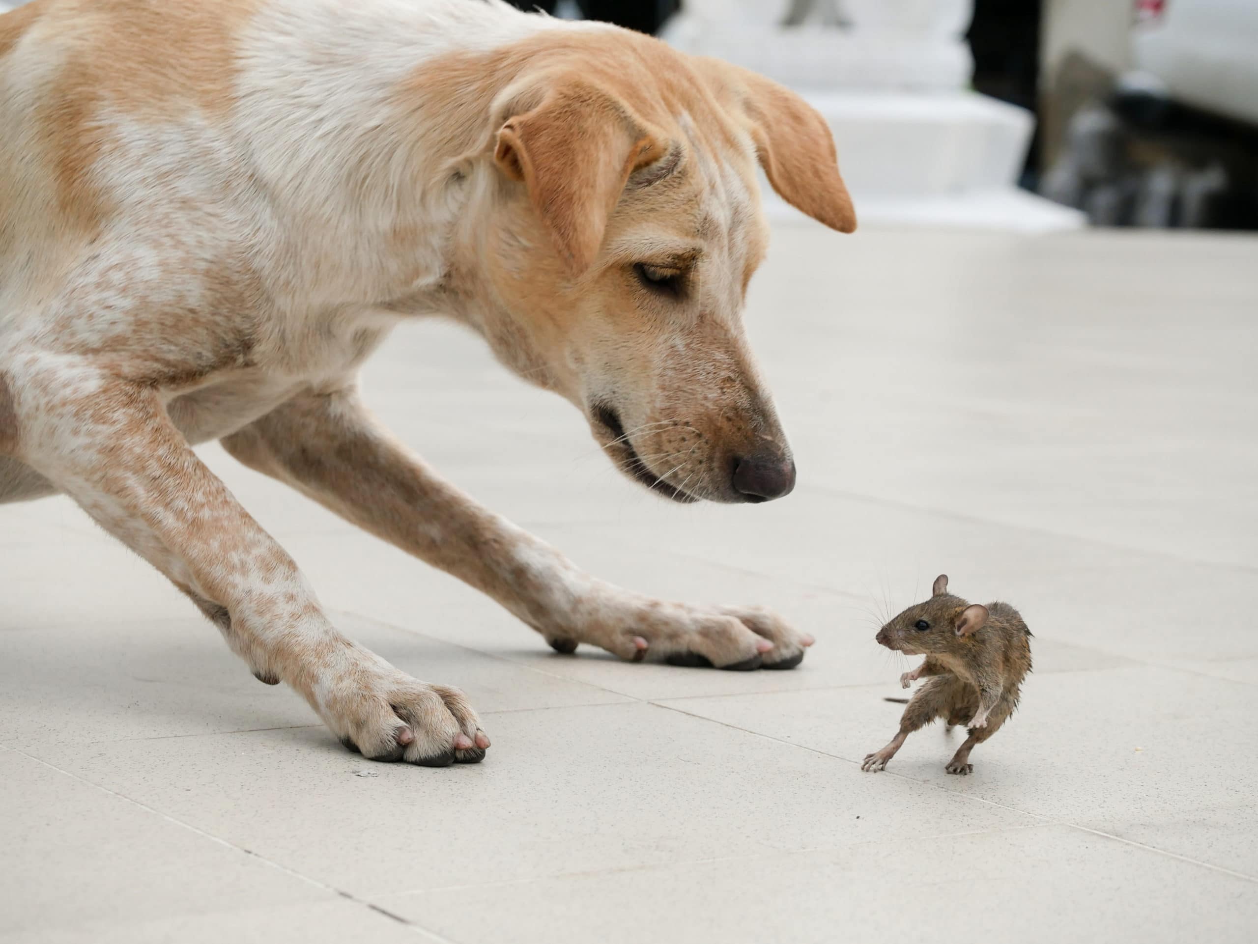 Могут ли собаки ловить мышей?