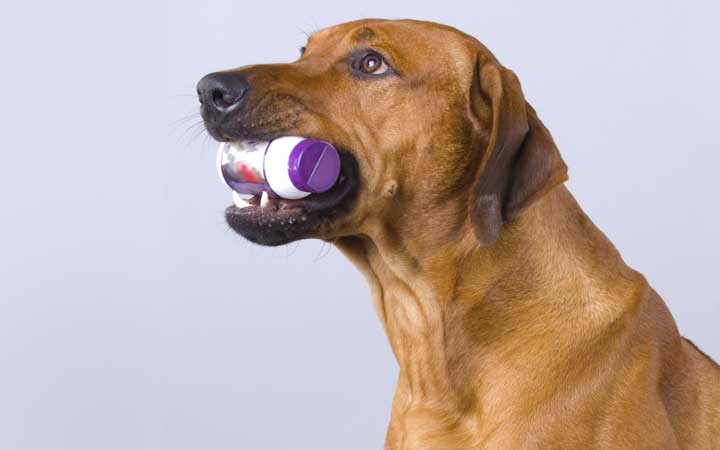 Кобаламин (витамин B12) для собак